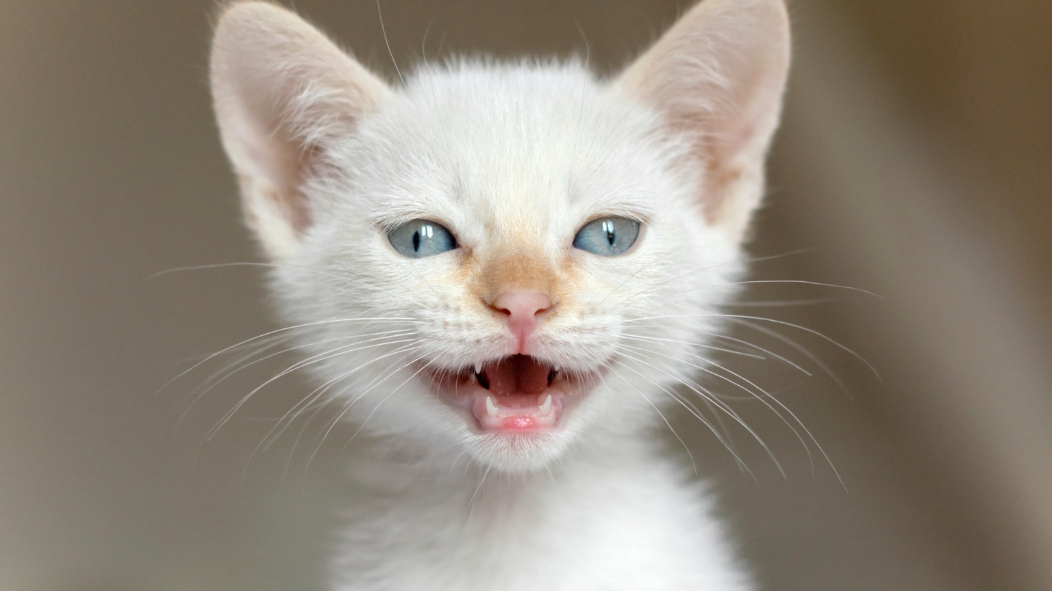 White Kitten for 1536 x 864 HDTV resolution