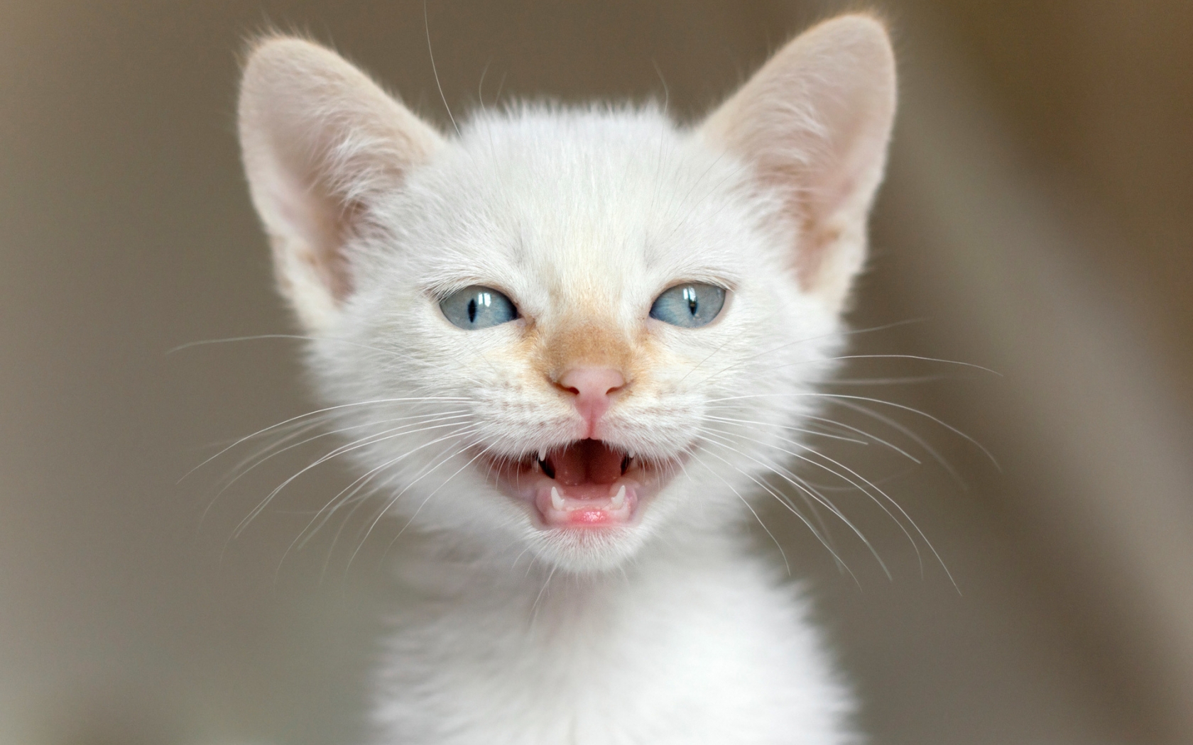 White Kitten for 1680 x 1050 widescreen resolution