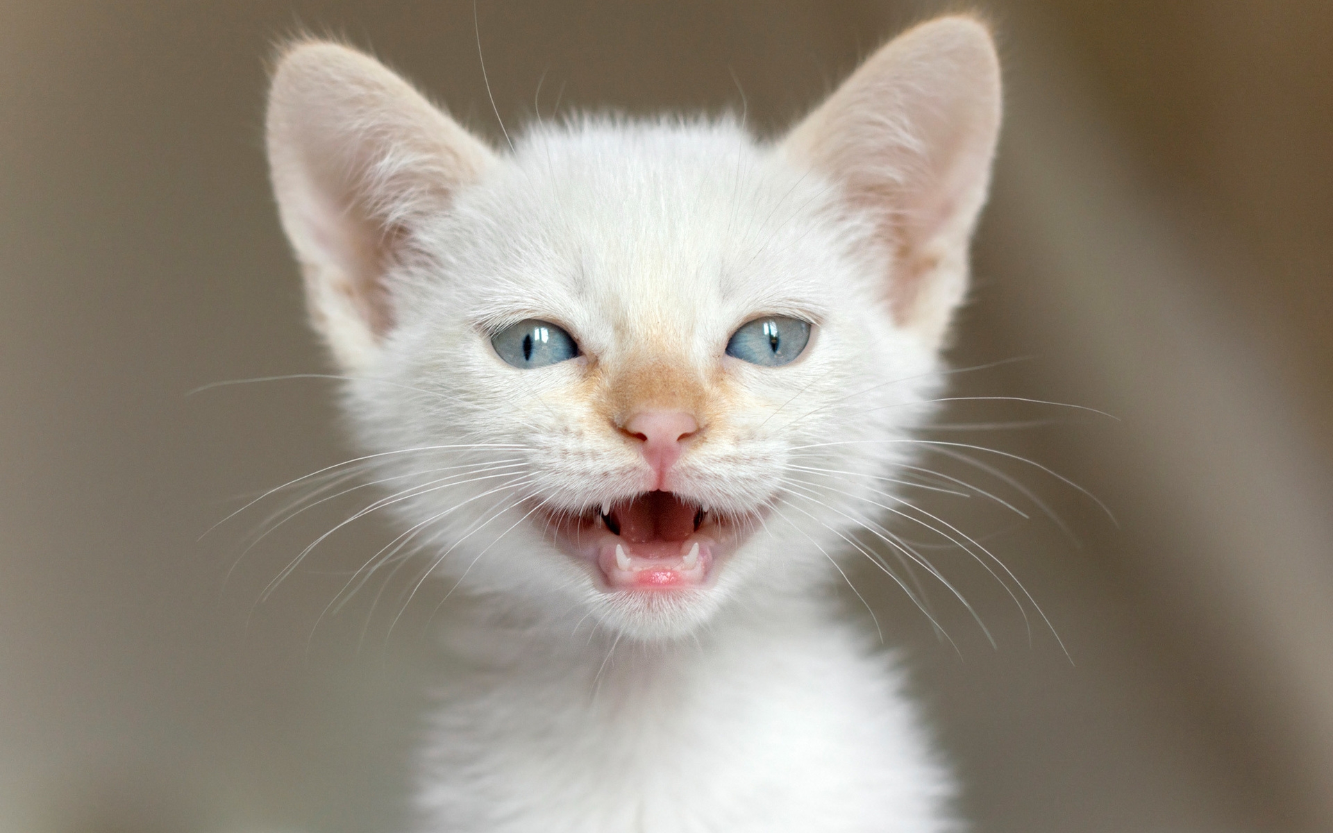 White Kitten for 1920 x 1200 widescreen resolution