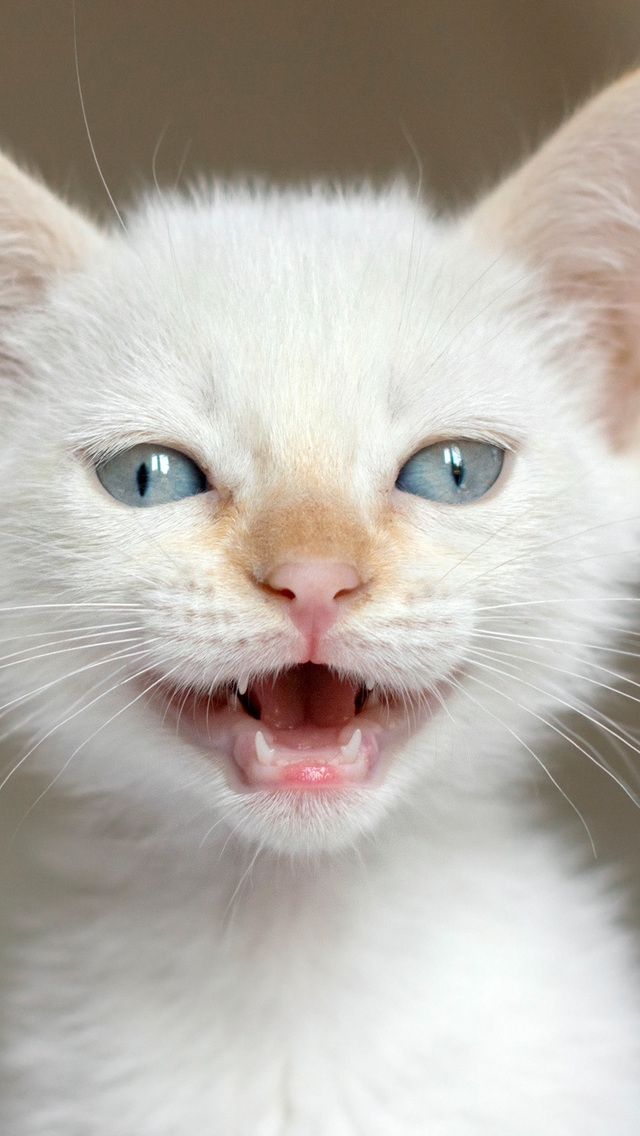 White Kitten for 640 x 1136 iPhone 5 resolution