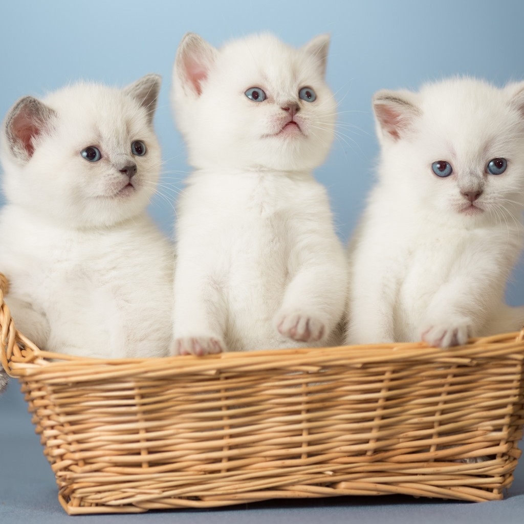 White Kittens for 1024 x 1024 iPad resolution