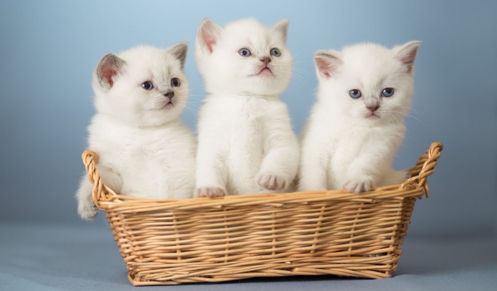 White Kittens for 1024 x 600 widescreen resolution