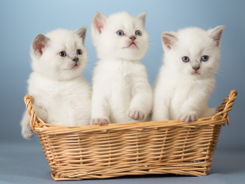 White Kittens for 1024 x 768 resolution