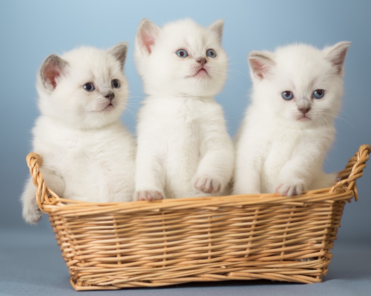 White Kittens for 1280 x 1024 resolution