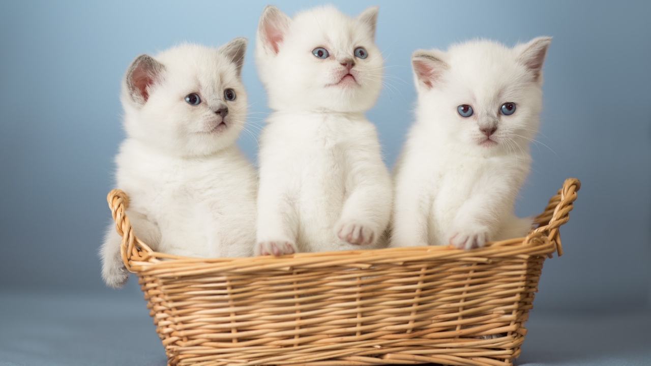 White Kittens for 1280 x 720 HDTV 720p resolution