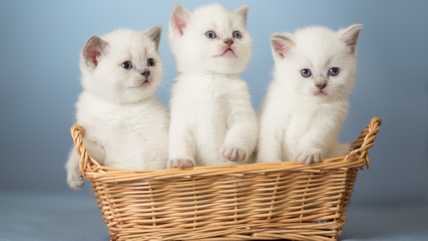 White Kittens for 1366 x 768 HDTV resolution