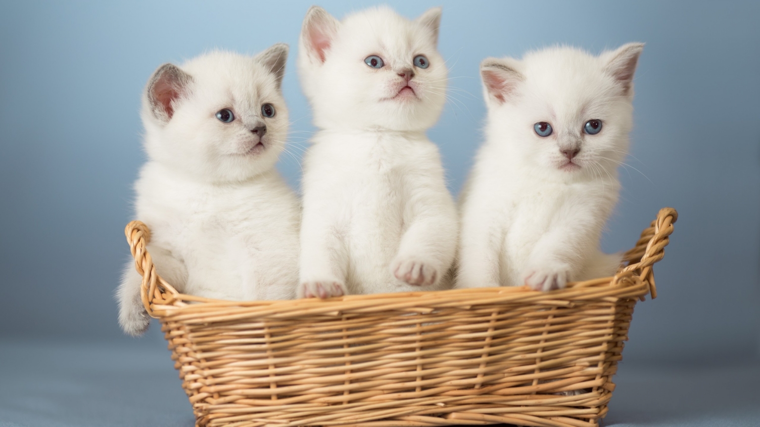 White Kittens for 1536 x 864 HDTV resolution