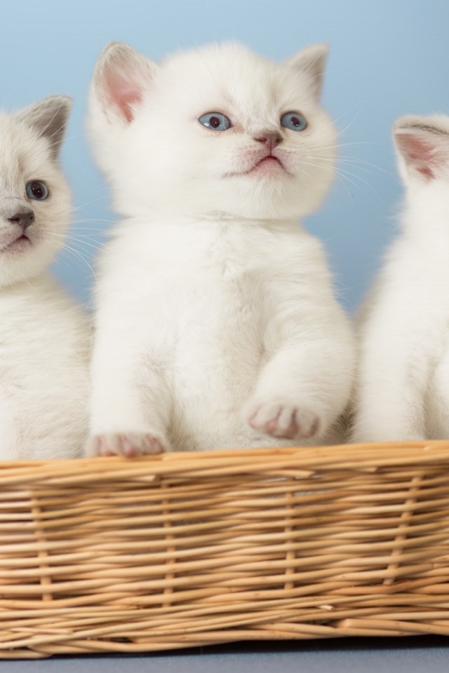 White Kittens for 640 x 960 iPhone 4 resolution