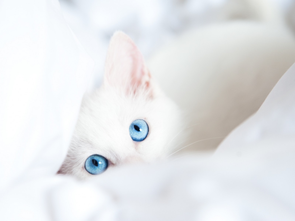 White Kitty with Blue Eyes for 1024 x 768 resolution