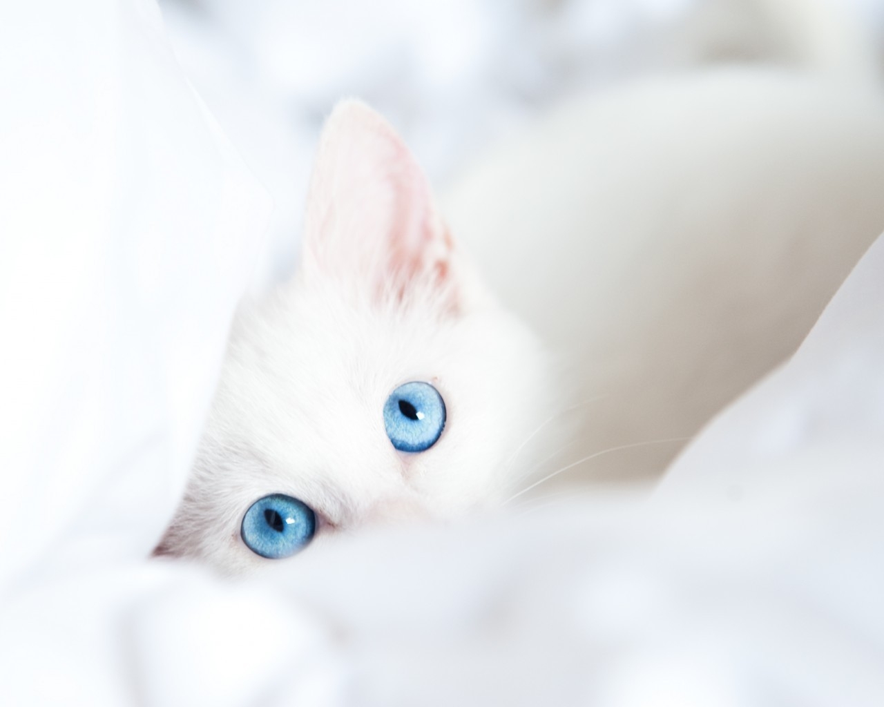 White Kitty with Blue Eyes for 1280 x 1024 resolution