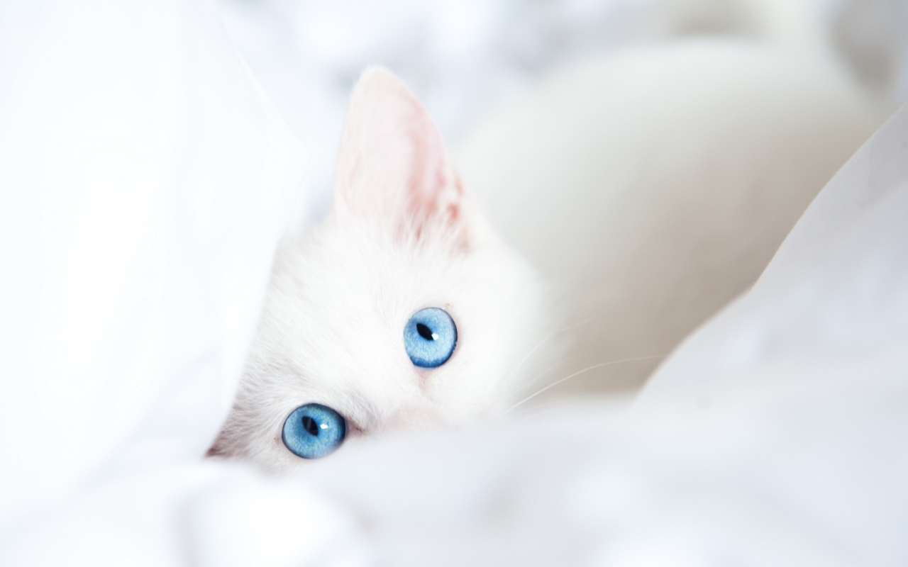 White Kitty with Blue Eyes for 1280 x 800 widescreen resolution