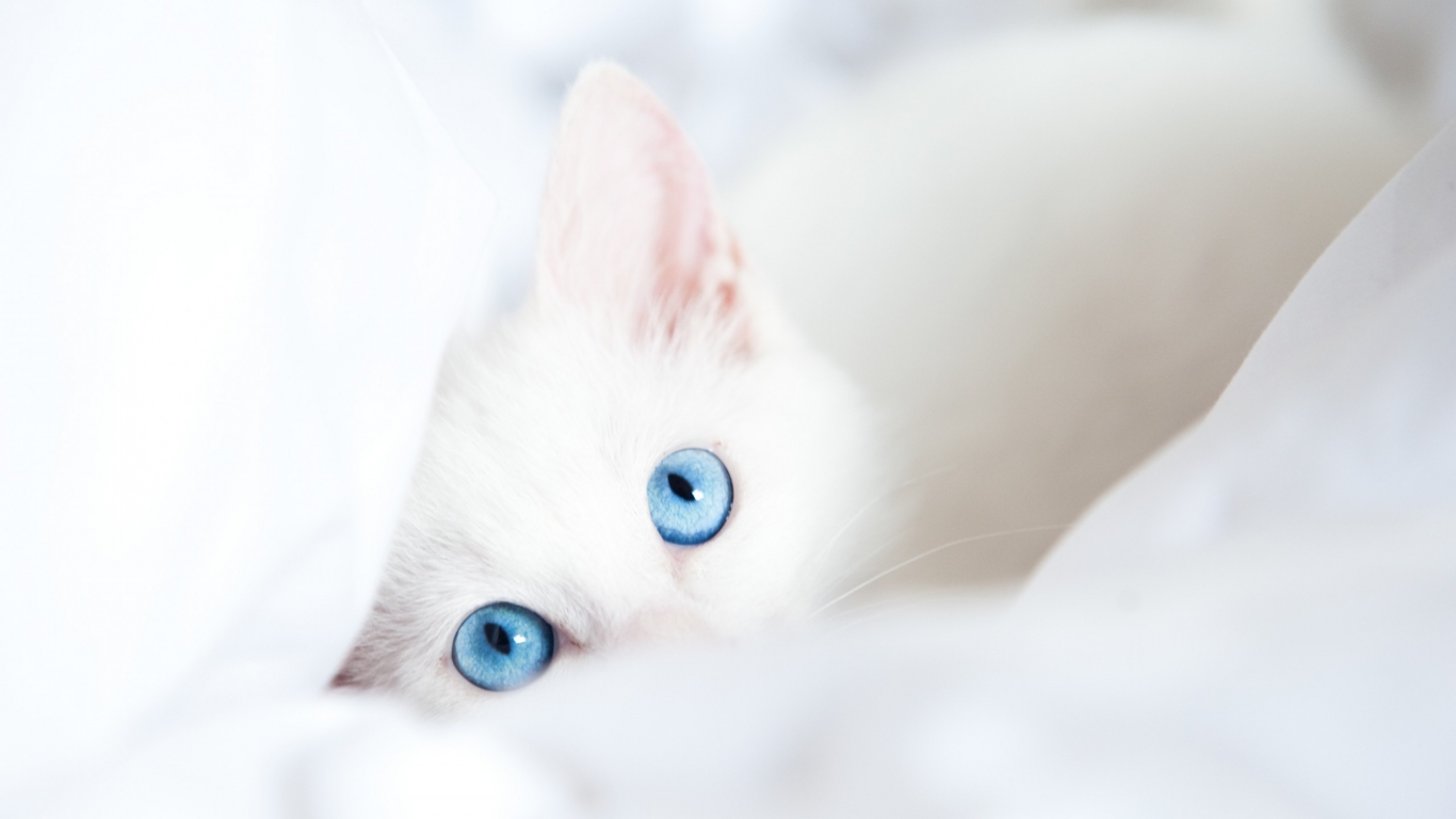 White Kitty with Blue Eyes for 1366 x 768 HDTV resolution
