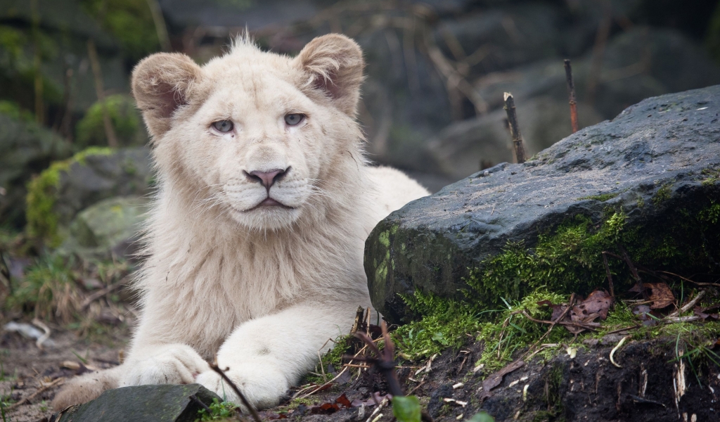White Lion Cub for 1024 x 600 widescreen resolution