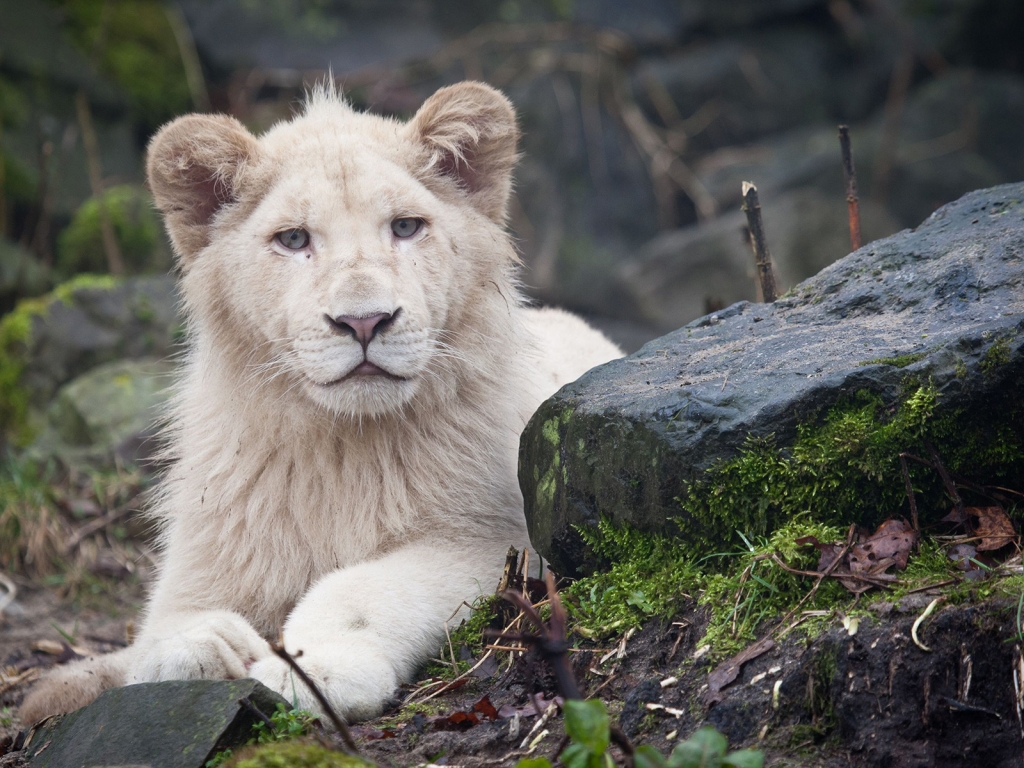 White Lion Cub for 1024 x 768 resolution