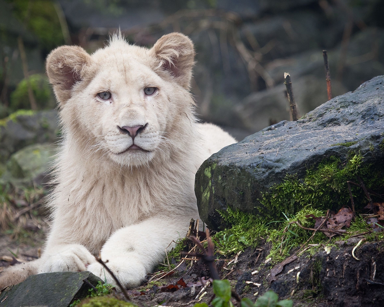 White Lion Cub for 1280 x 1024 resolution