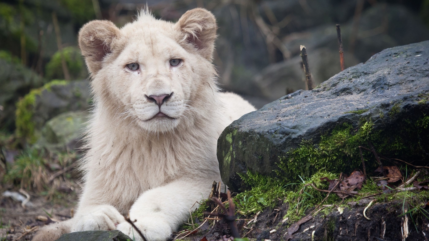 White Lion Cub for 1366 x 768 HDTV resolution
