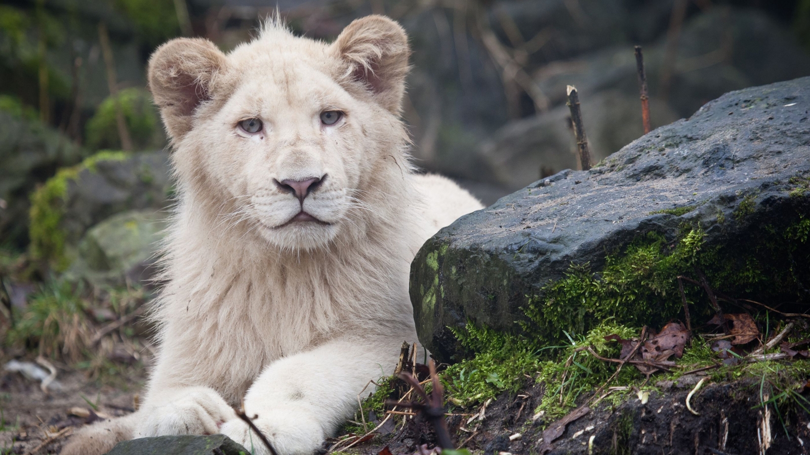 White Lion Cub for 1600 x 900 HDTV resolution