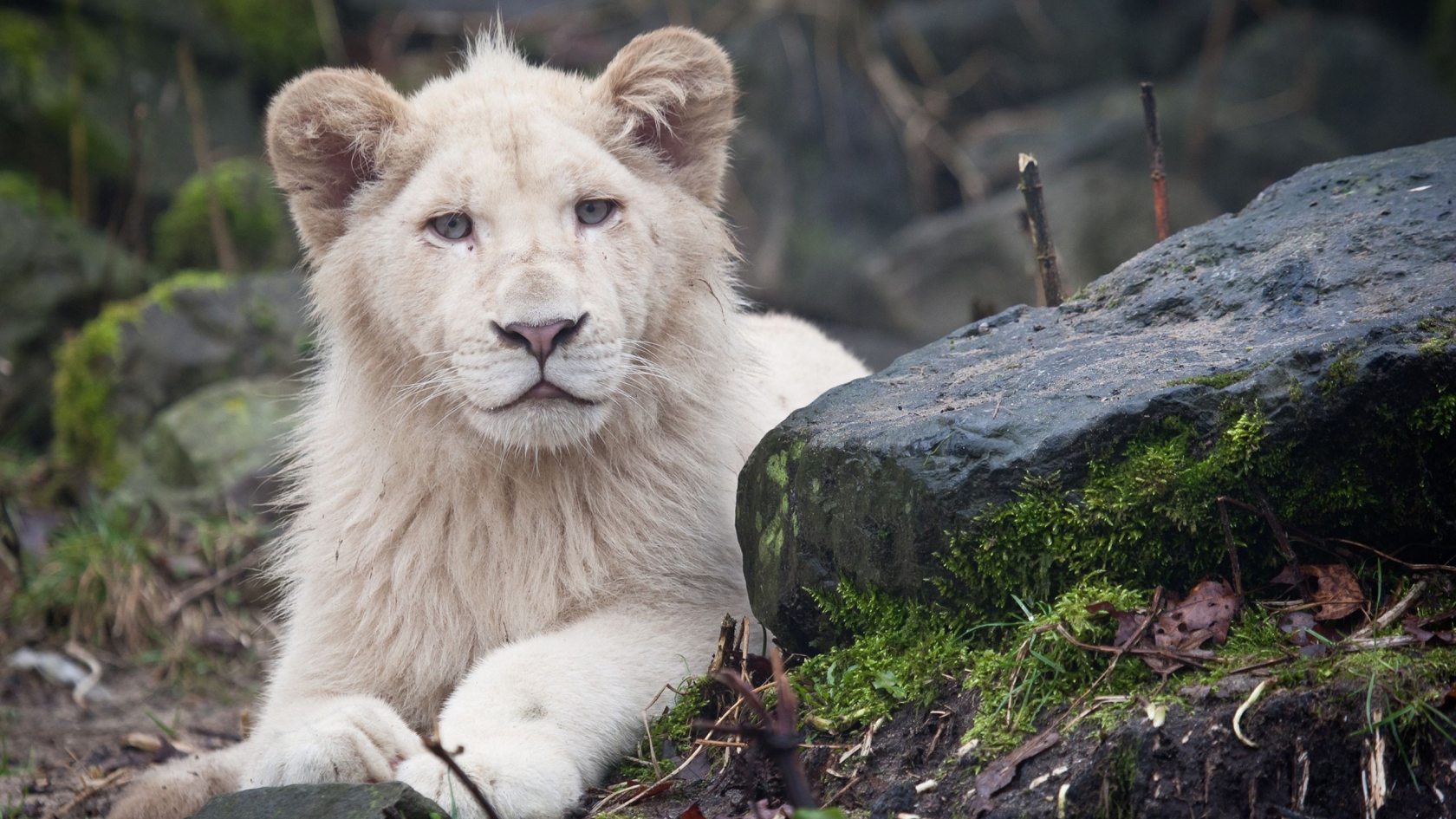 White Lion Cub for 1680 x 945 HDTV resolution