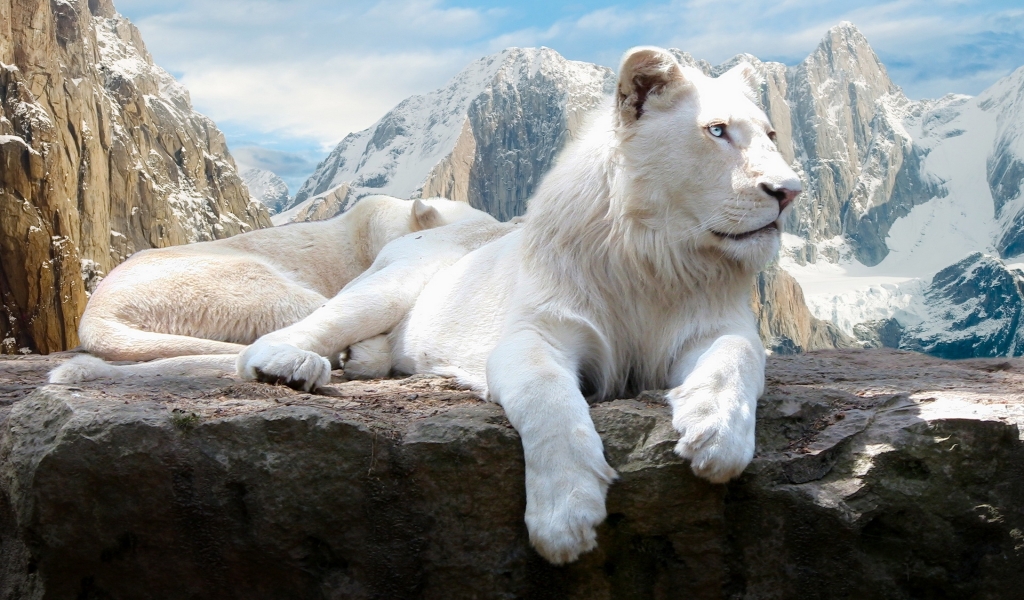 White Lions for 1024 x 600 widescreen resolution