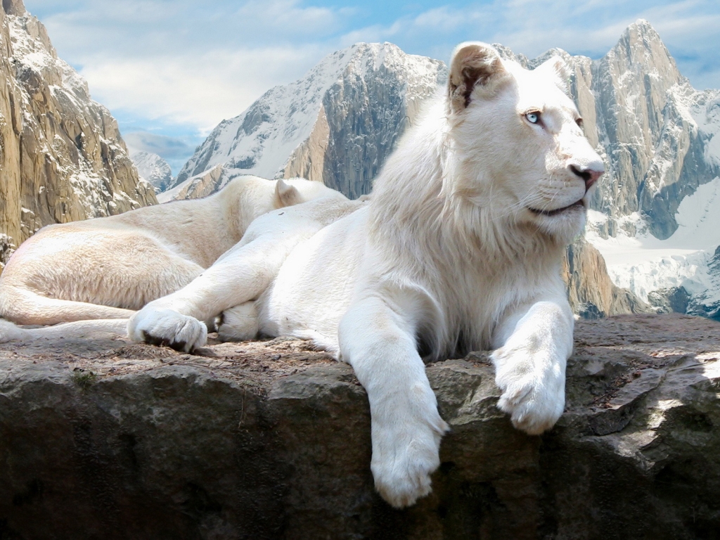 White Lions for 1024 x 768 resolution