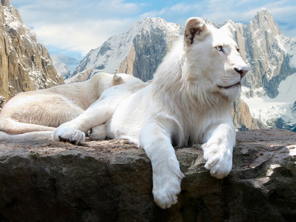 White Lions for 1152 x 864 resolution