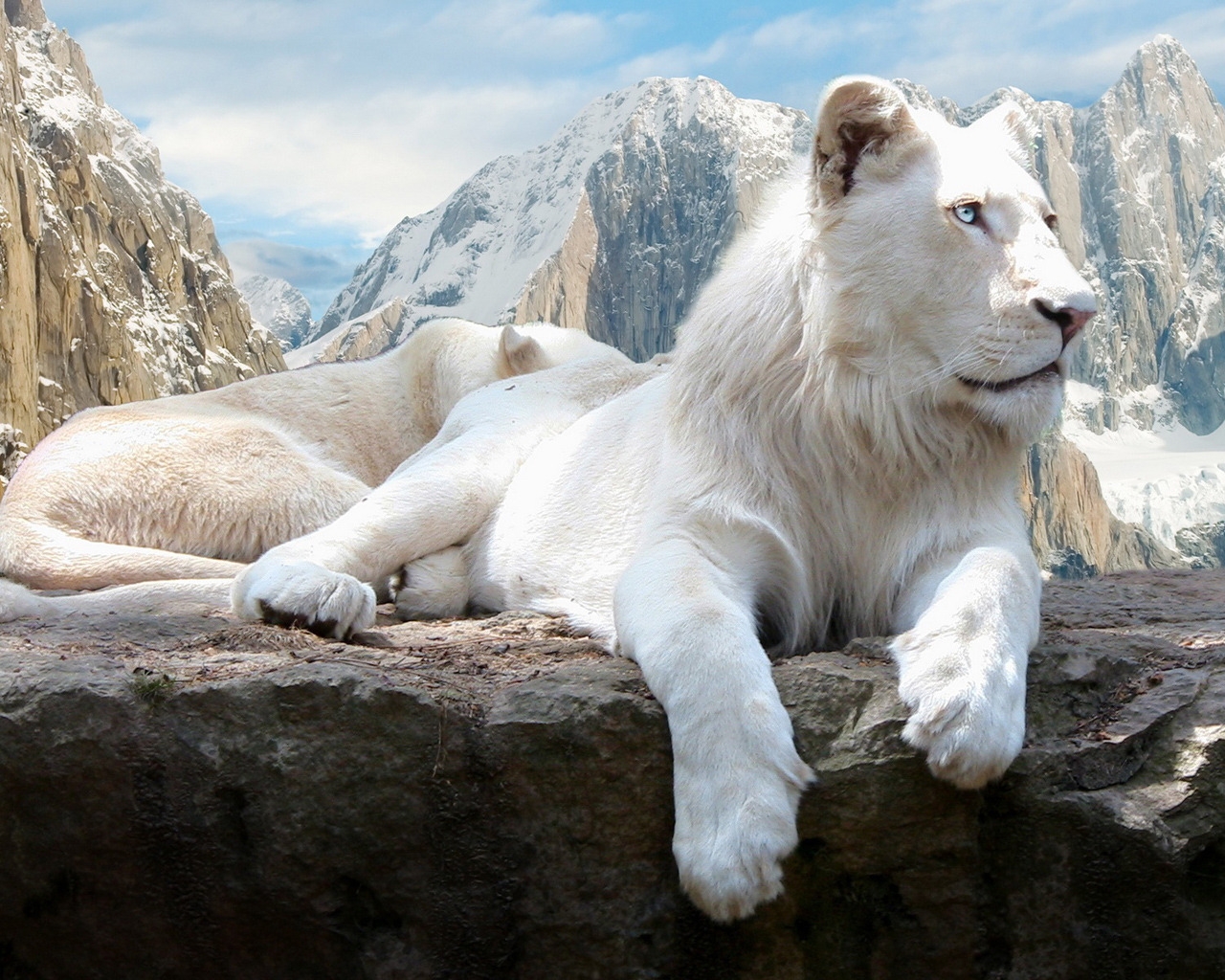 White Lions for 1280 x 1024 resolution
