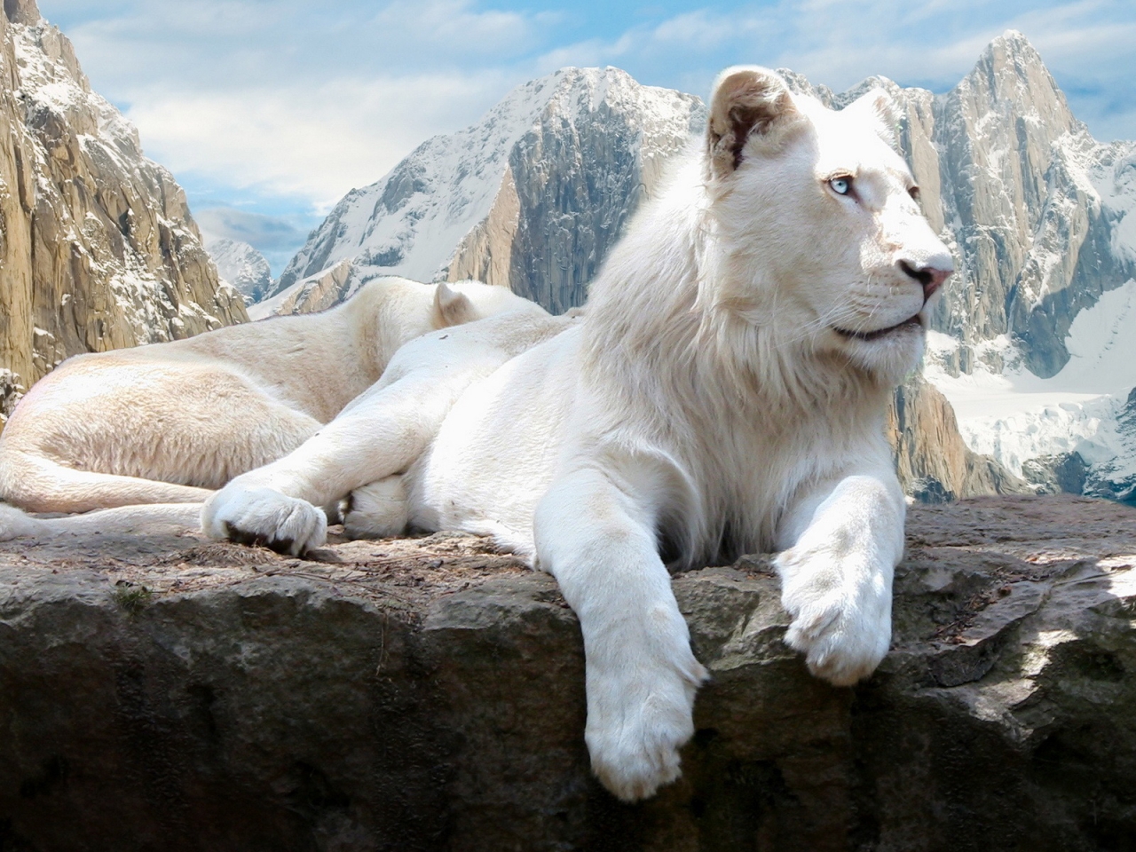 White Lions for 1280 x 960 resolution