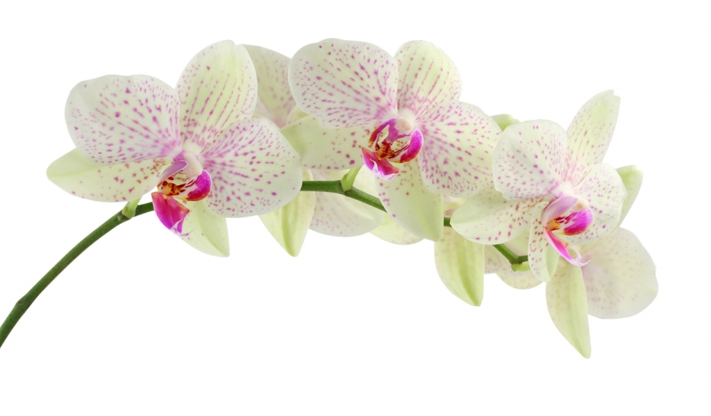 White Orchid Flower for 1024 x 600 widescreen resolution