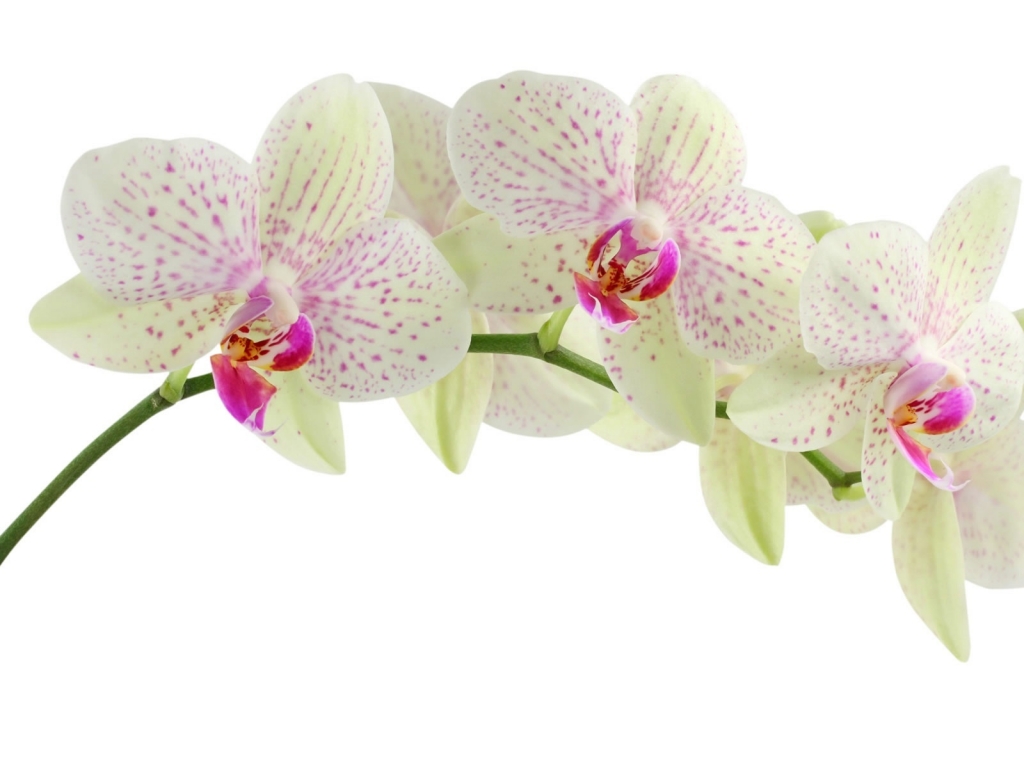 White Orchid Flower for 1024 x 768 resolution