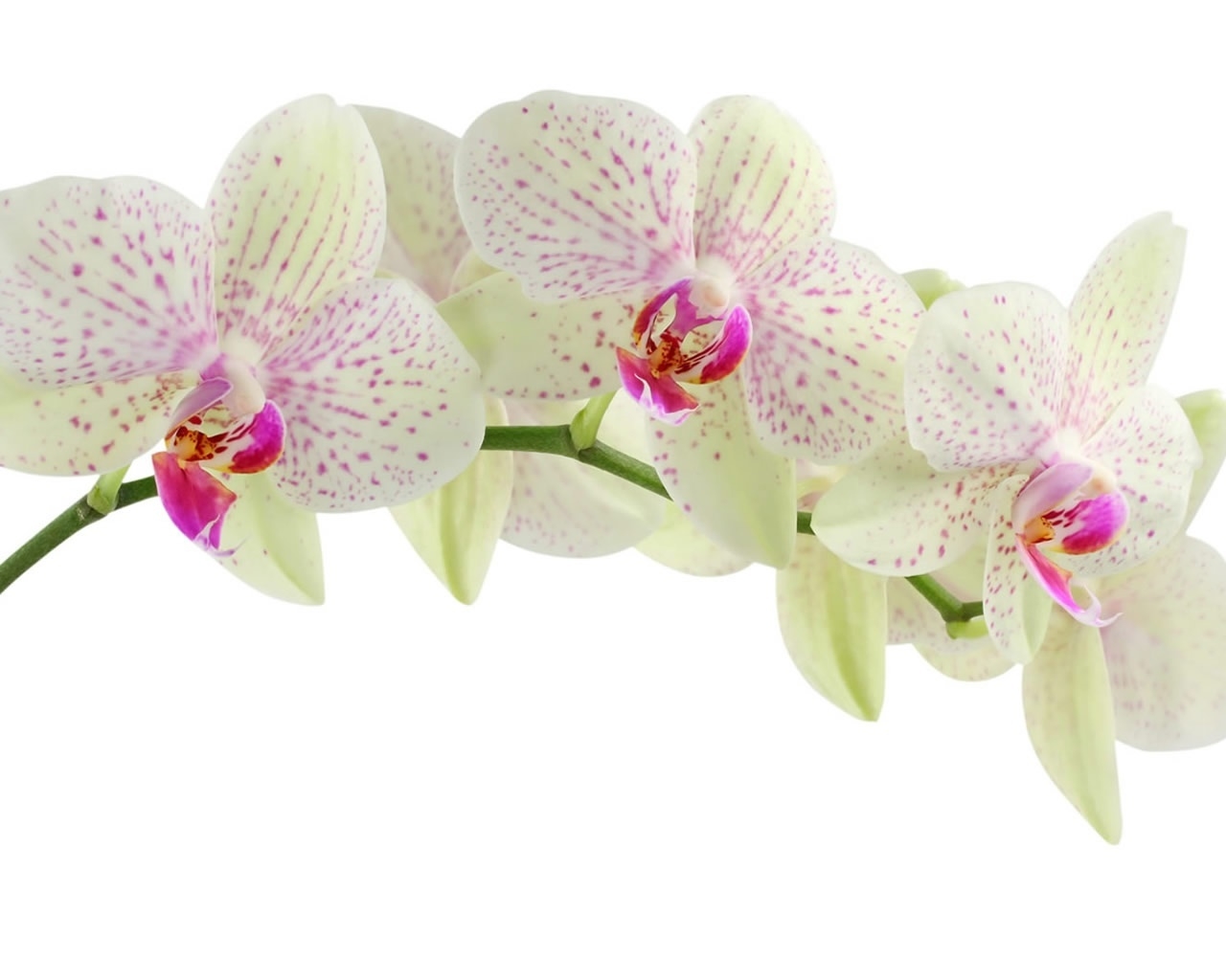 White Orchid Flower for 1280 x 1024 resolution