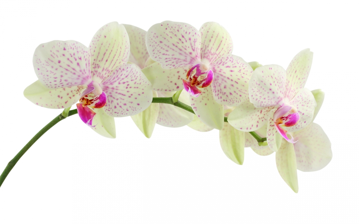 White Orchid Flower for 1440 x 900 widescreen resolution