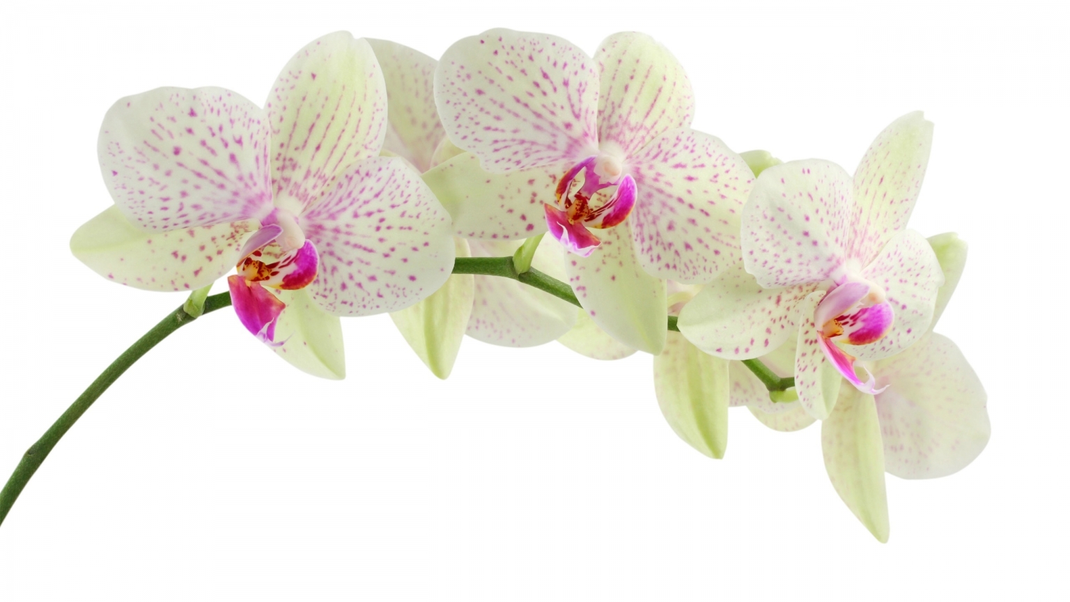 White Orchid Flower for 1536 x 864 HDTV resolution