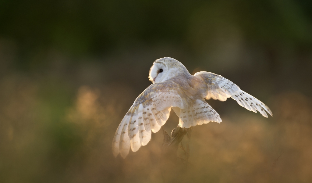 White Owl for 1024 x 600 widescreen resolution