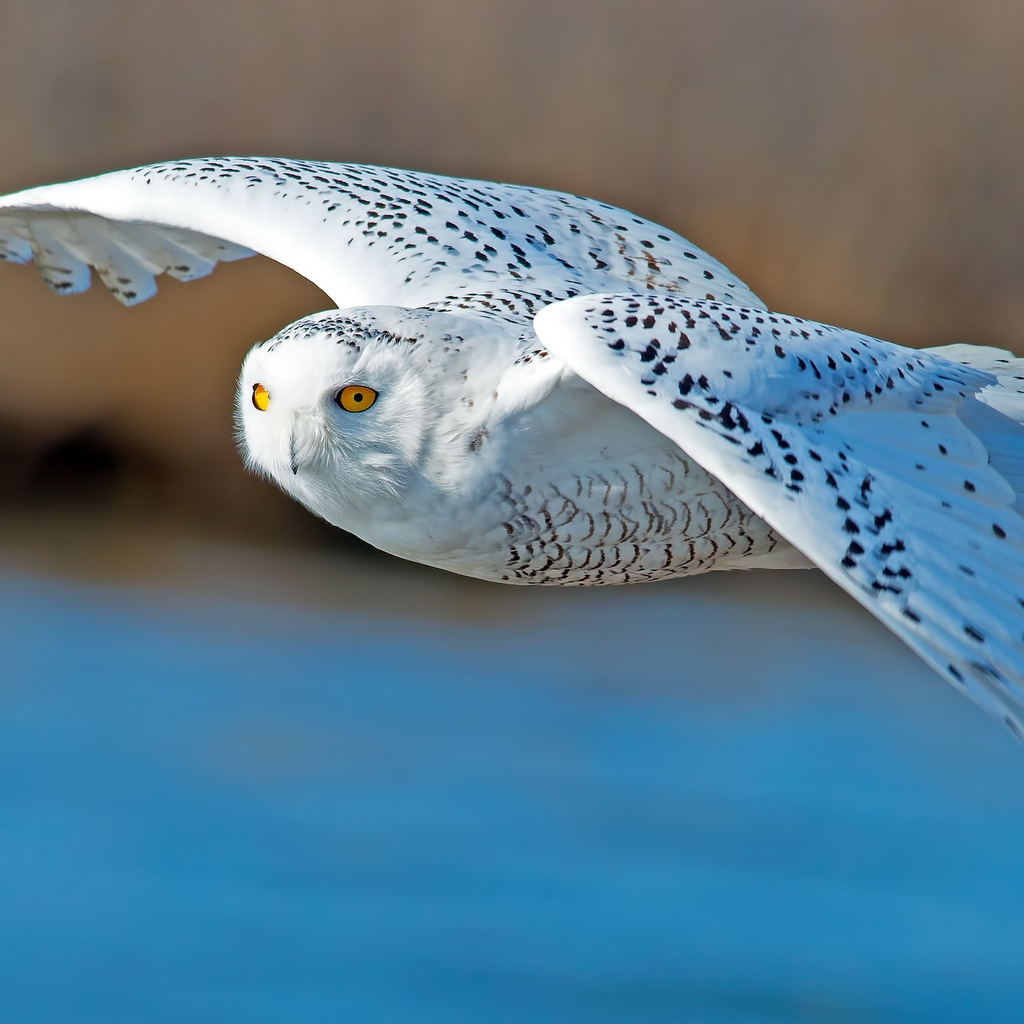 White Owl Flying 1024 x 1024 iPad Wallpaper