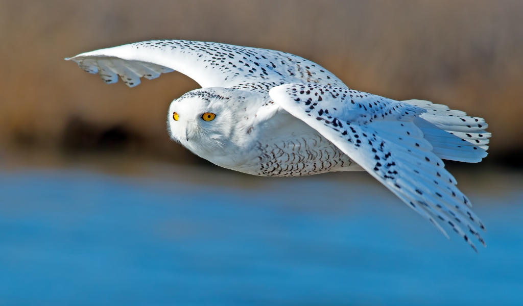 White Owl Flying for 1024 x 600 widescreen resolution