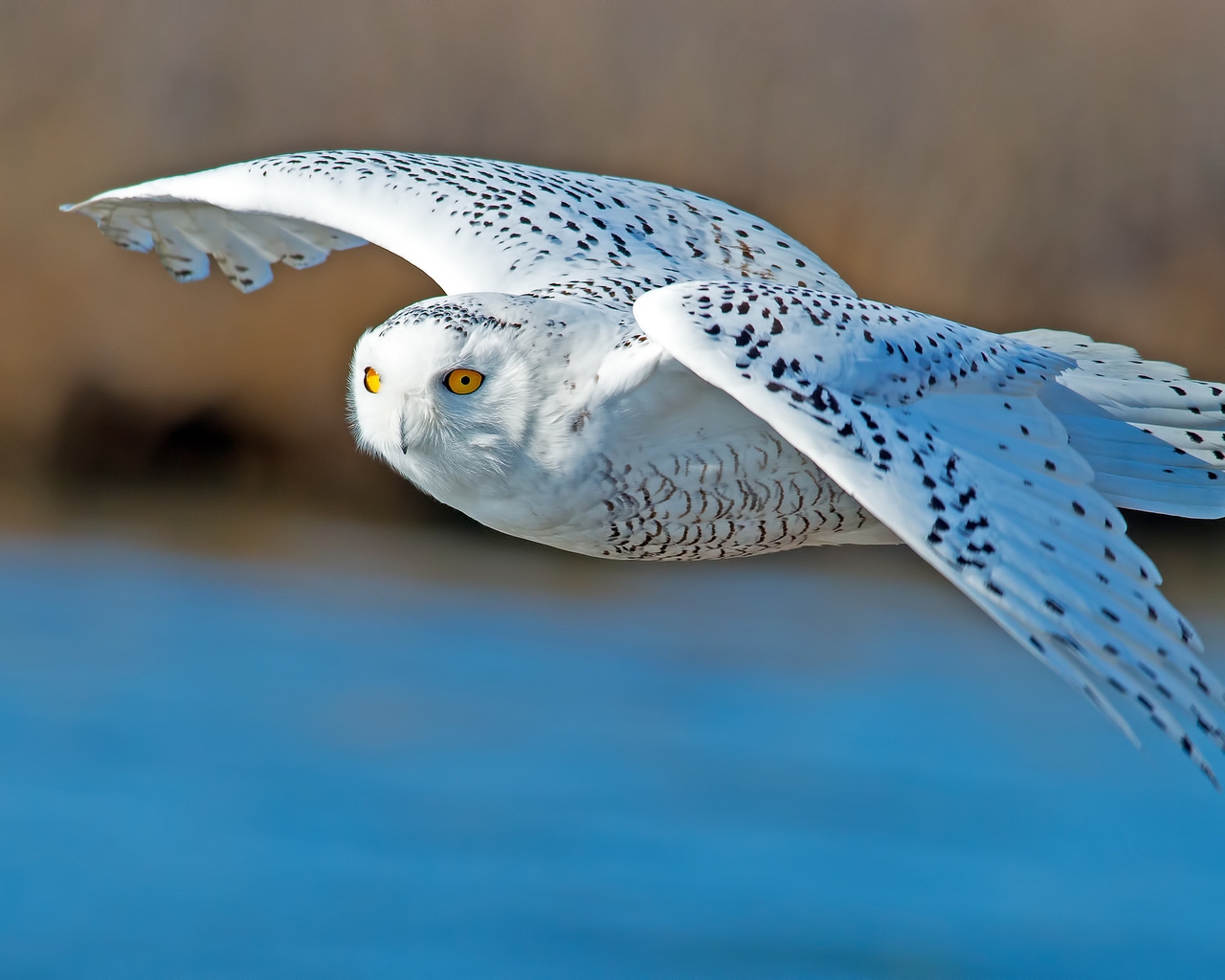 White Owl Flying for 1280 x 1024 resolution
