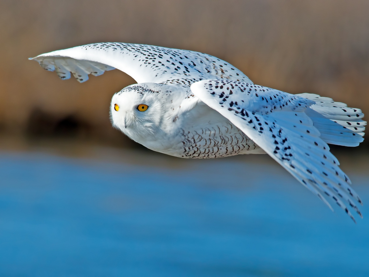 White Owl Flying for 1280 x 960 resolution