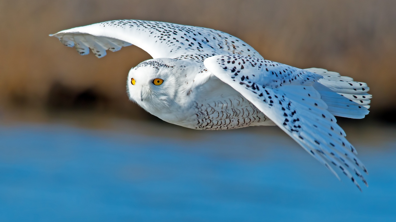 White Owl Flying for 1366 x 768 HDTV resolution