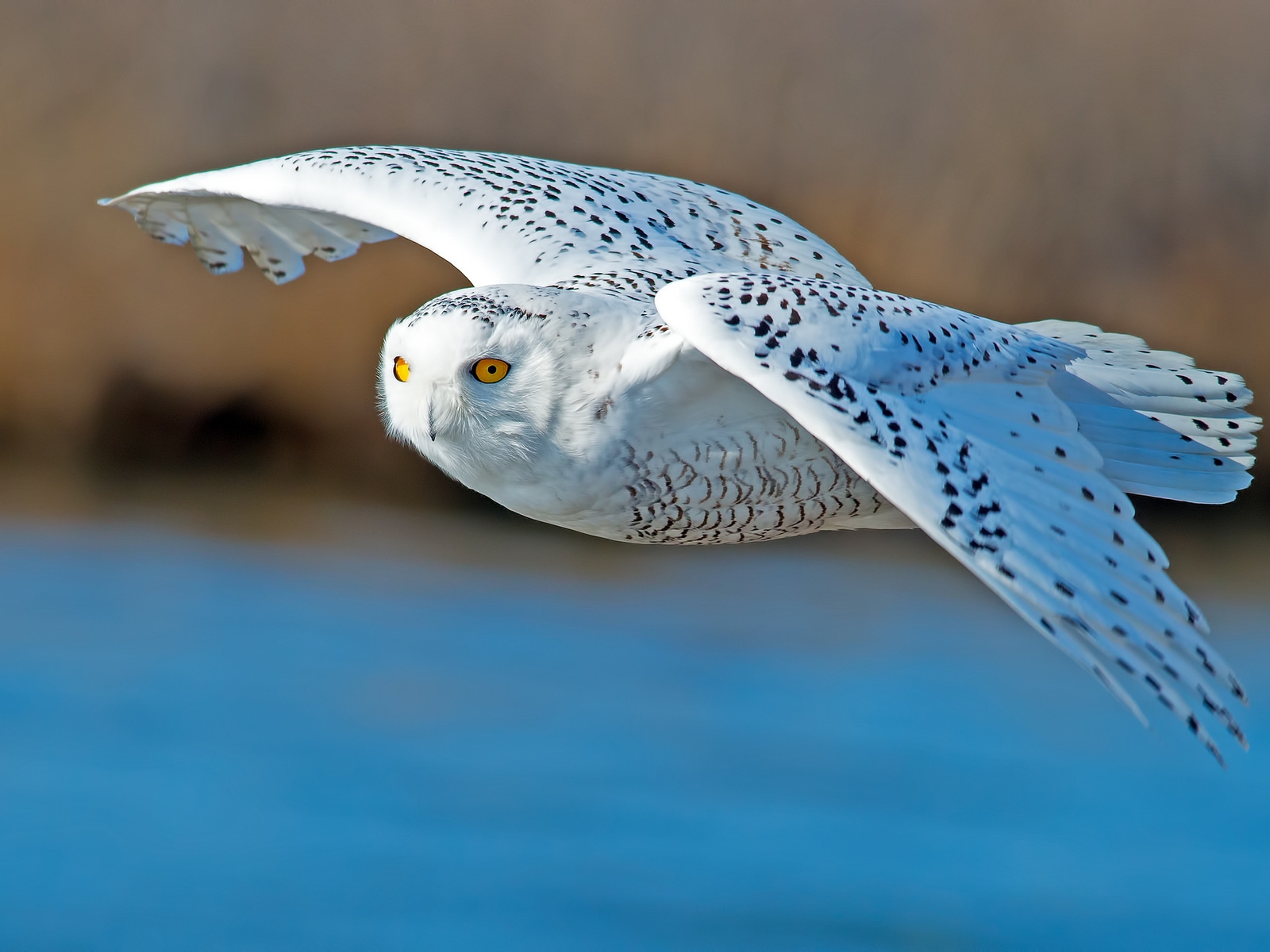 White Owl Flying for 1600 x 1200 resolution