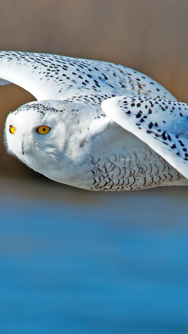 White Owl Flying for 640 x 1136 iPhone 5 resolution