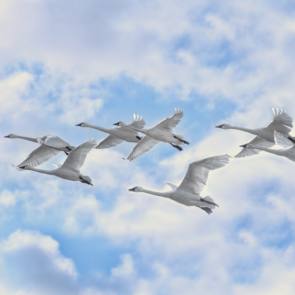 White Swans Flying for 1024 x 1024 iPad resolution