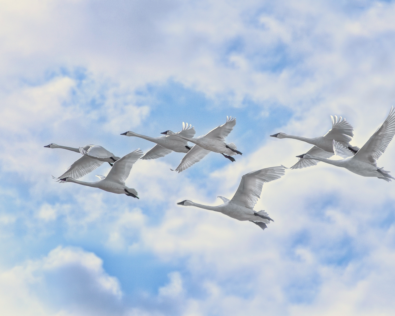 White Swans Flying for 1280 x 1024 resolution
