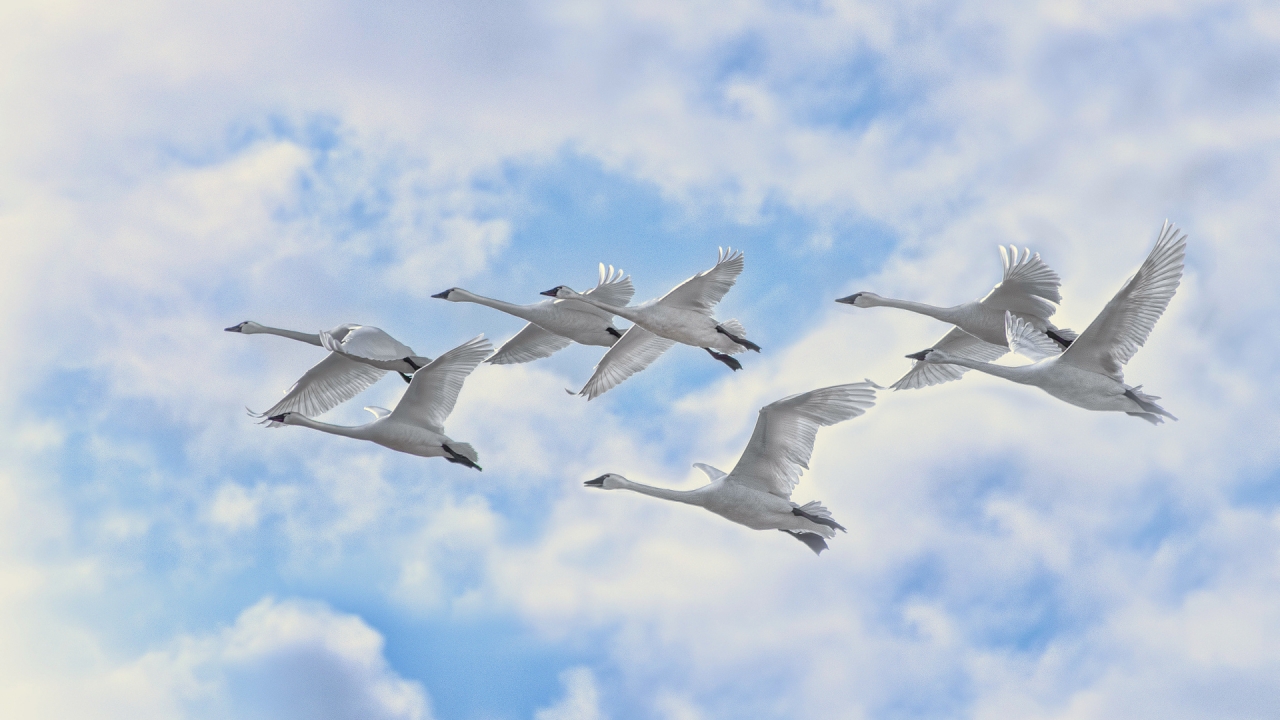 White Swans Flying for 1280 x 720 HDTV 720p resolution