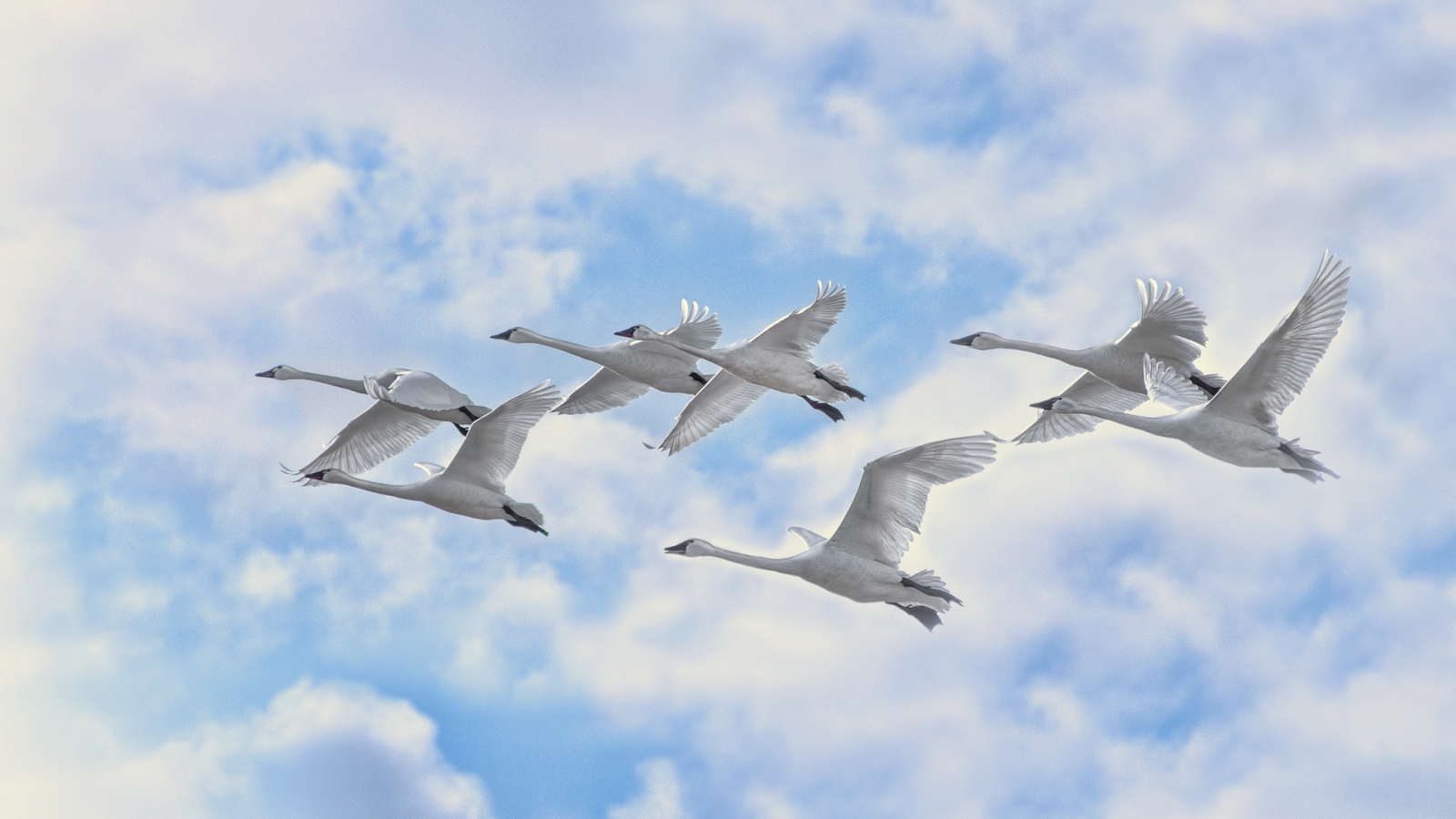 White Swans Flying for 1600 x 900 HDTV resolution