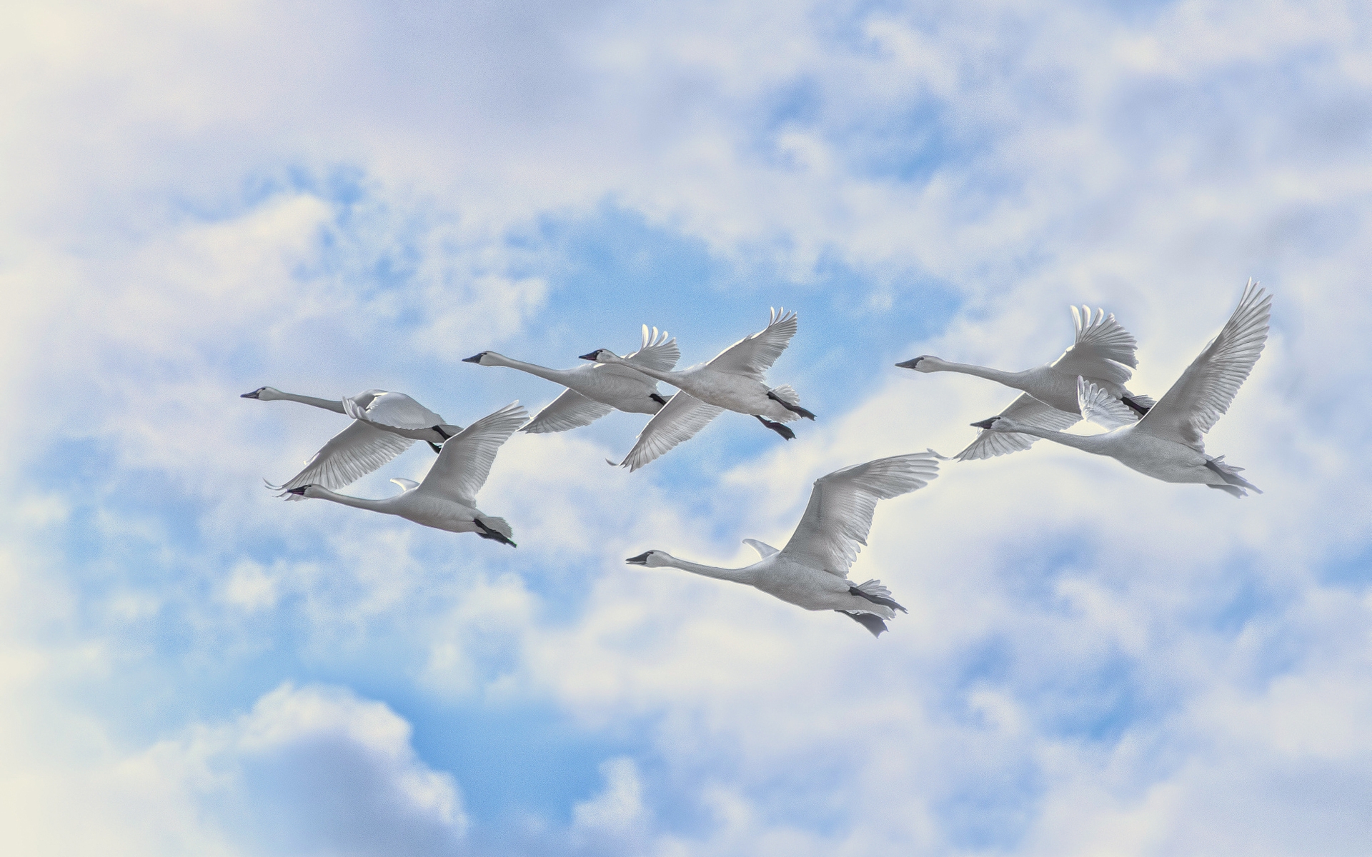 White Swans Flying for 1920 x 1200 widescreen resolution