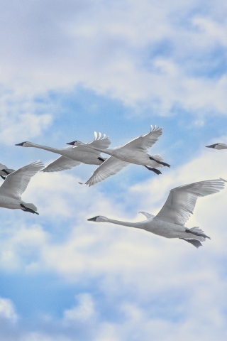 White Swans Flying for 320 x 480 iPhone resolution