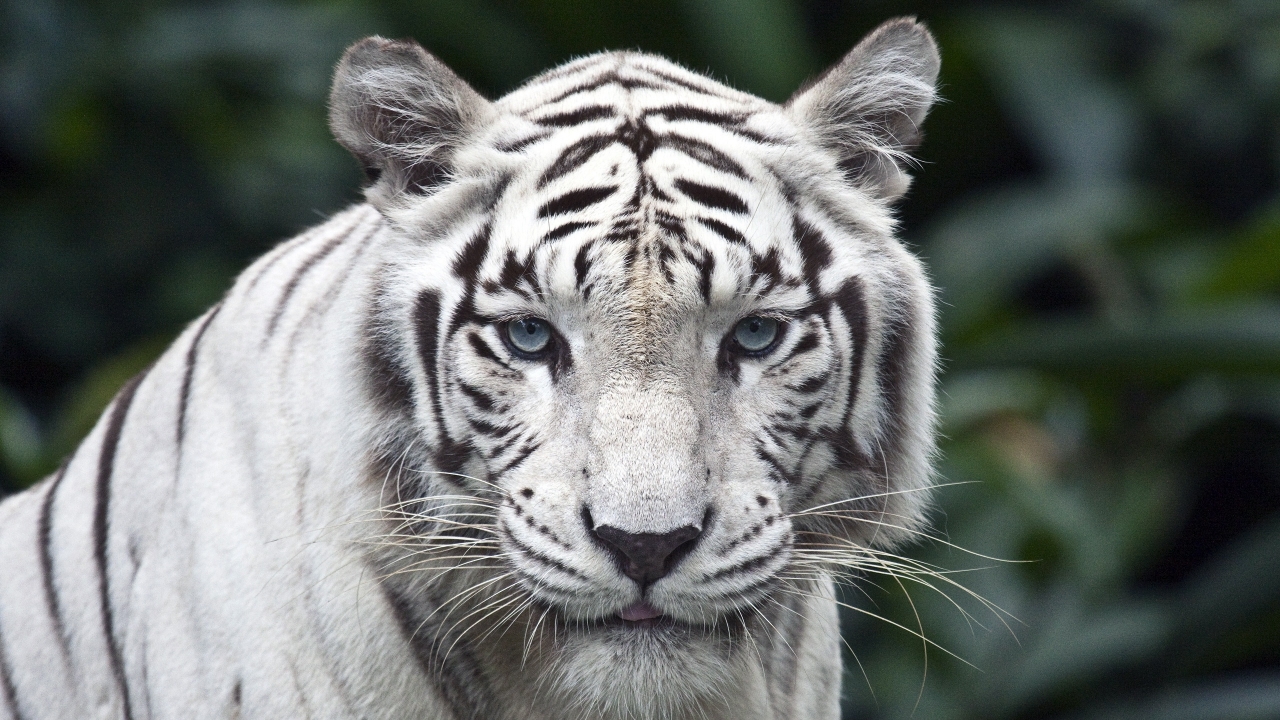 White Tiger for 1280 x 720 HDTV 720p resolution