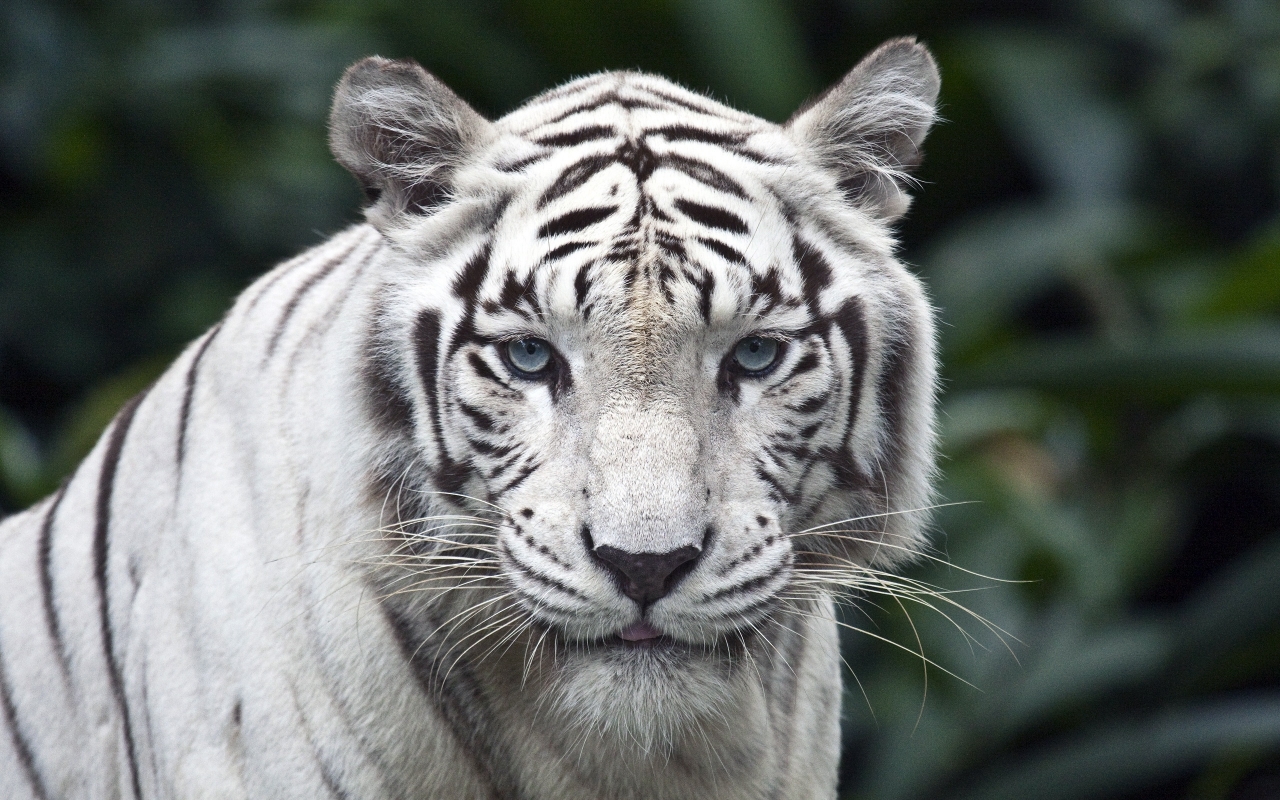 White Tiger for 1280 x 800 widescreen resolution