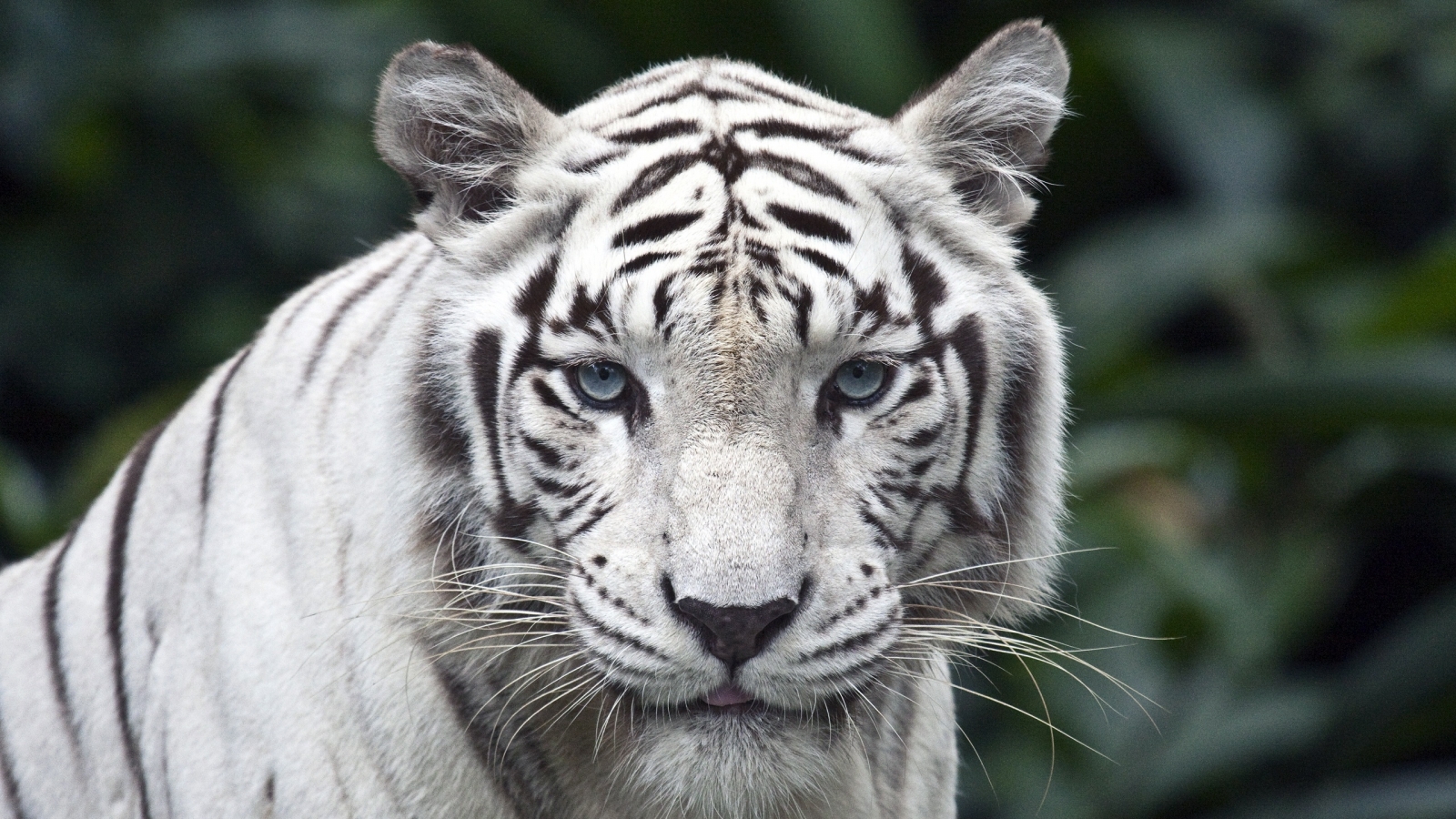 White Tiger for 1600 x 900 HDTV resolution