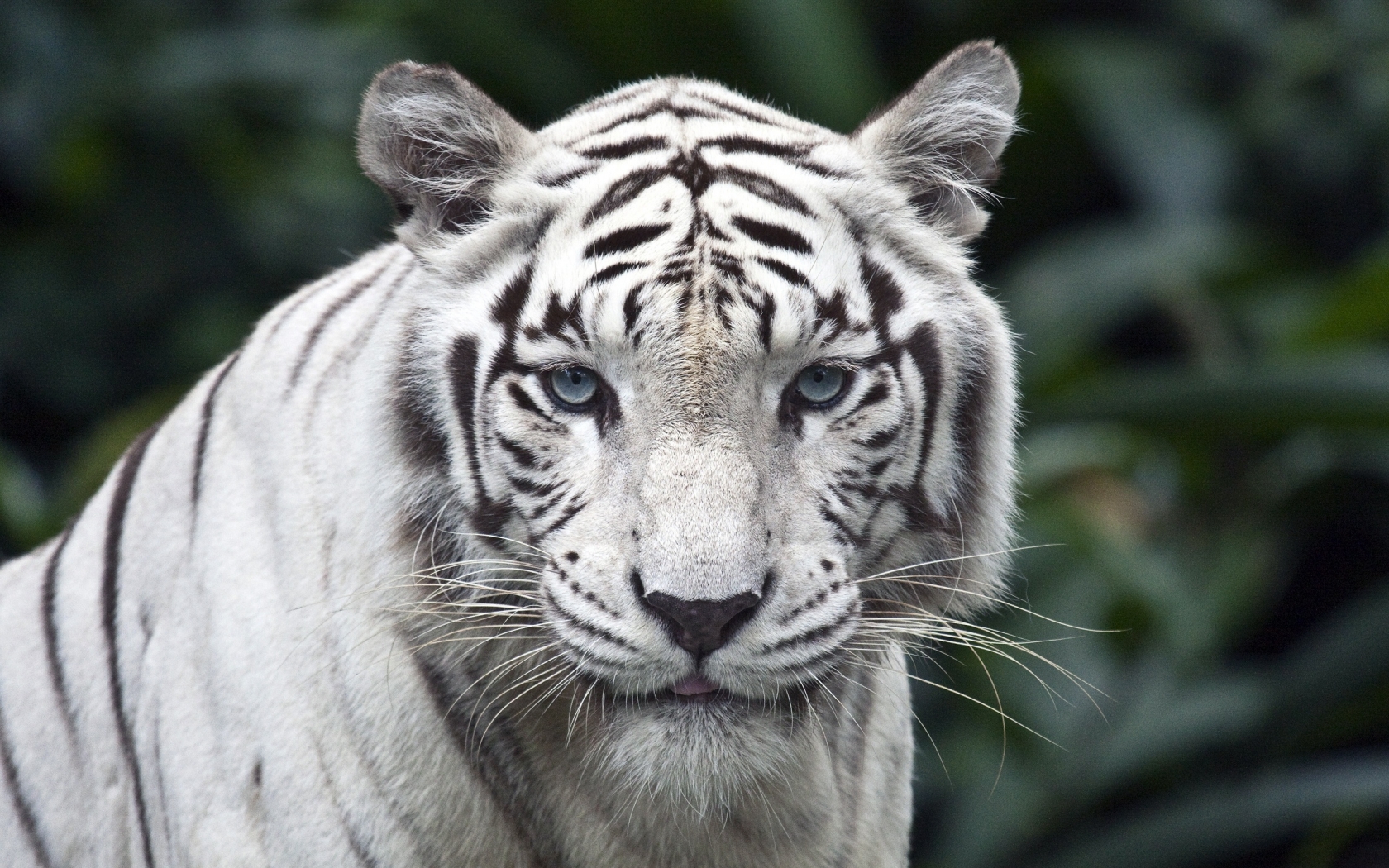 White Tiger for 1680 x 1050 widescreen resolution